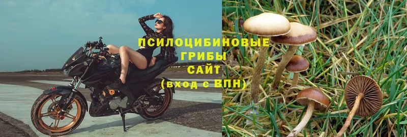 Галлюциногенные грибы Psilocybe  сколько стоит  Белоозёрский 